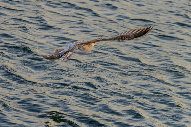 A seagull is flying over the water. The sky is a beautiful shade of orange and the water is calm