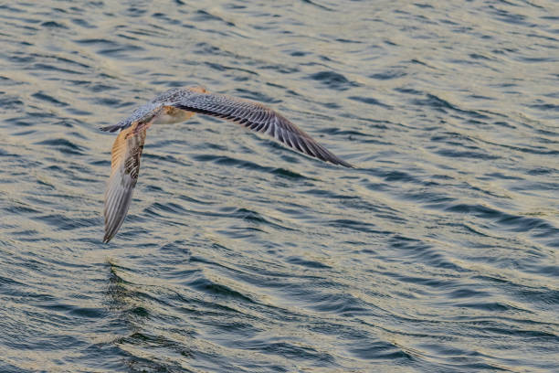 A seagull is flying over the water. The sky is a beautiful shade of orange and the water is calm