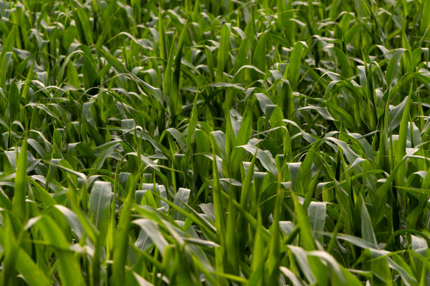 Closee-up picture of a corn field in summer