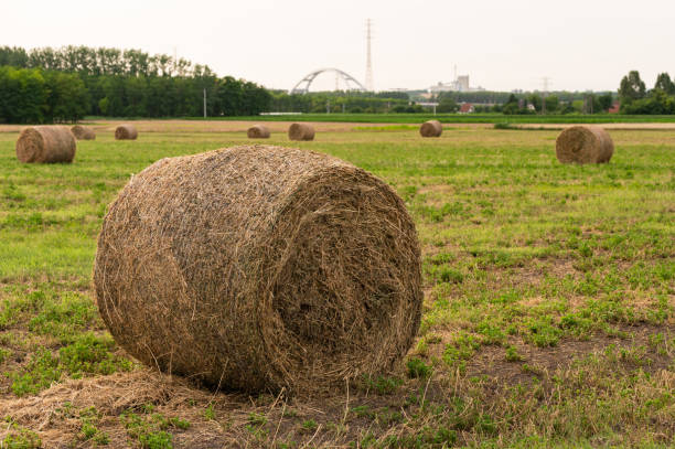 Round hay bales in the field at sunset in summer