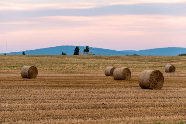 Field with a rolled Hay at the sunset