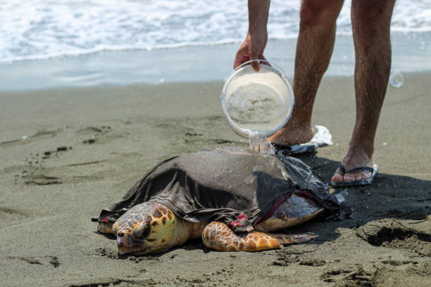 istock A man trying to keep a tired and sick loggerhead turtle (caretta caretta), washed up on the beach, alive and safe. 2162899867