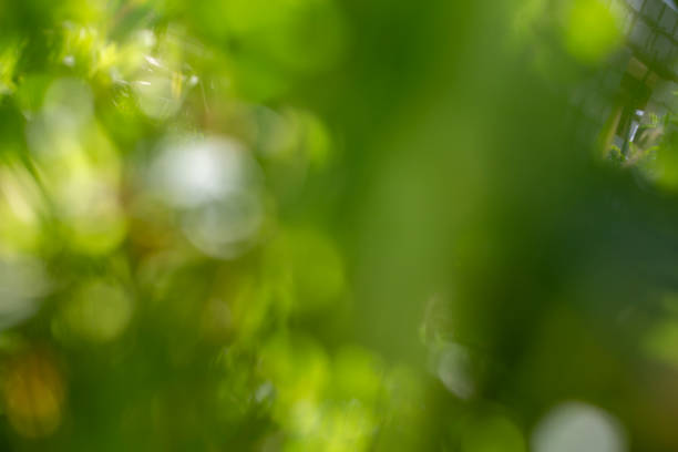 Unfocused garden background stock photo
