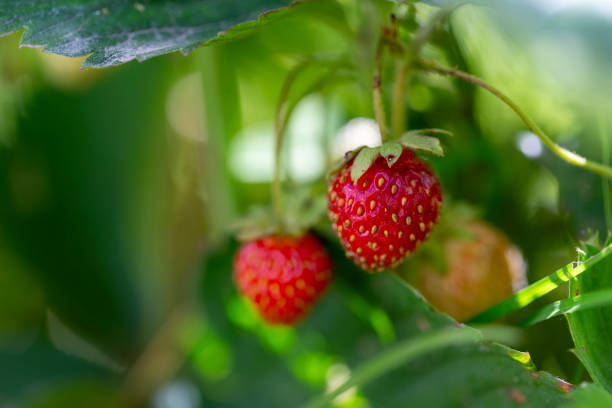 Two small strawberries are growing in a well-tended garden, nestled among lush green leaves, showcasing the early stages of their ripening process