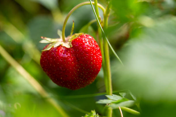 One strawberry is growing in the garden, nestled among the green leaves and showing its early stages of ripening