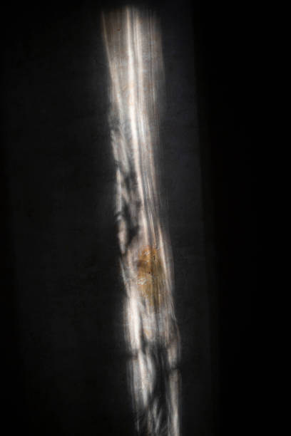 Shadow on the wall. Morning shadow on a white wall. Contrasting colors. Light flow.