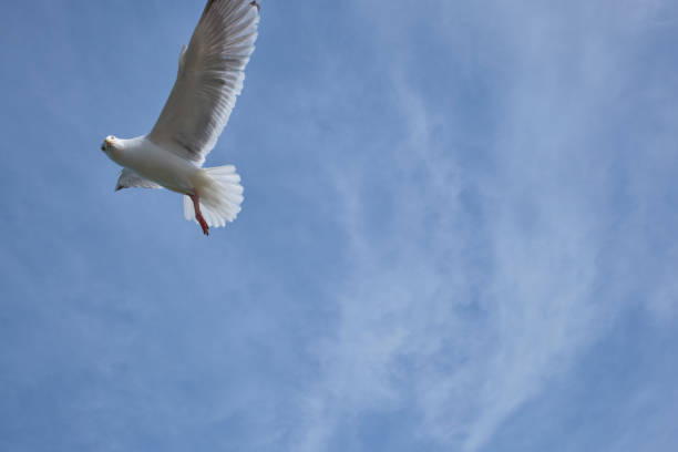A seagull in St. Ives Cornwall flying above eyeing up my Cornish Pasty.
