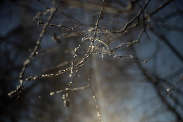 Light through frozen branches. Ice on the branches. Rays through a tree in winter. Dawn in winter.
