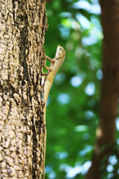 istock Closeup of a Brown Chameleon Calming on Tropical Tree Trunk 2162902611