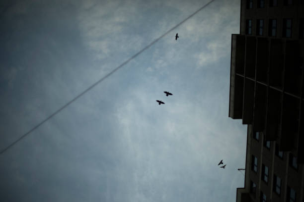 Crows fly in sky. Birds circling over building. Crows on background of clouds. Gloomy feeling of birds.