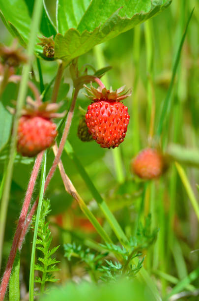 Ripe wild strawberry grows among green grass in summer