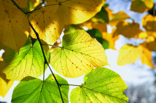 Bright autumn leaves in the park on tree branches