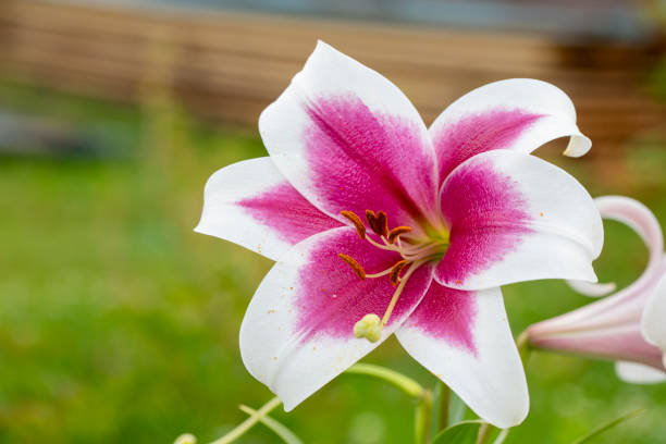 A pink lily blooming in the garden, its vibrant petals unfurled to reveal intricate patterns, surrounded by lush green foliage