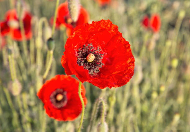 field of blooming poppies at dawn closeup