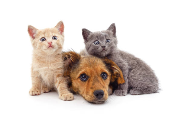 istock Puppy and kittens. 2162904142