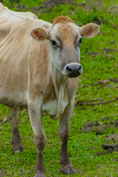 istock yellow cow in the pasture 2162904180