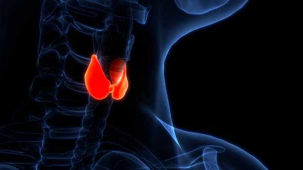 istock Human Body Glands Thyroid Gland Anatomy 2162904409