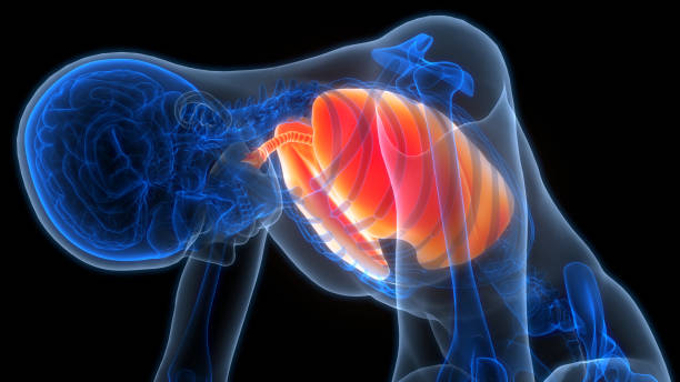 istock Human Respiratory System Lungs Anatomy 2162904430
