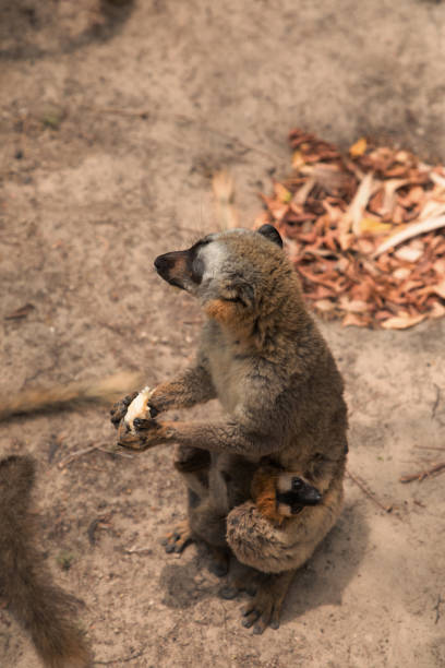 brown lemur (Eulemur fulvus) with orange eyes. Endangered endemic animal on tree trunk in natural habitat, Madagascar wildlife animal. Cute Common funny primate.
