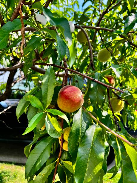 istock Peach tree summer fruits 2162906067