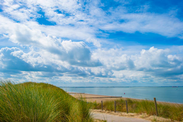 Grassy sandy dunes along sand beach and sea under a blue cloudy sky in  bright sunlight in summer, Walcheren, Zeeland, the Netherlands, July, 2024