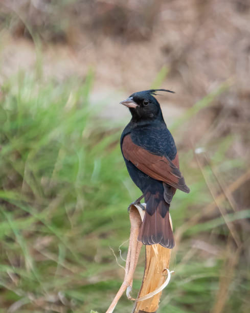istock crested bunting or Emberiza lathami in Binsar in Uttarakhand, India 2162909529