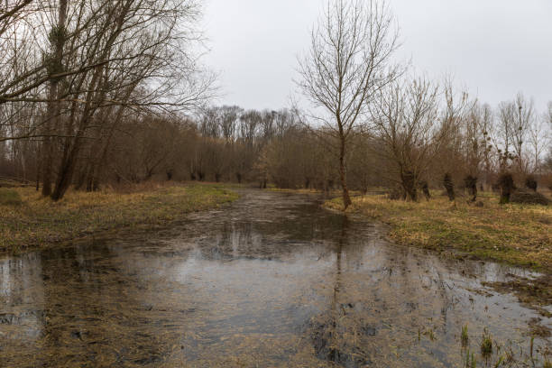 Floodplain forest. Trees growing in water. Wild nature. Pond and trees