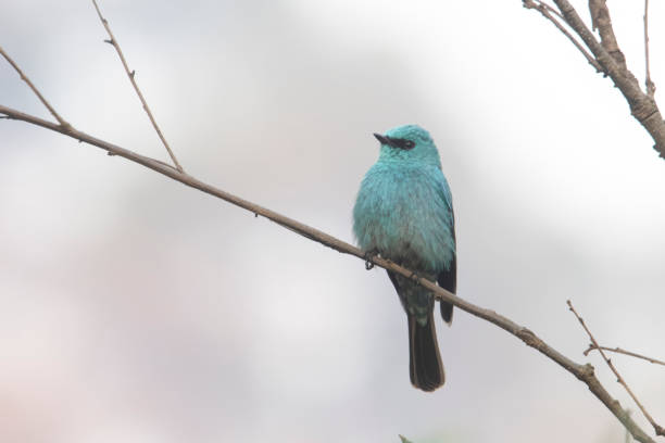 3d blue bird bringing message on white background, isolated