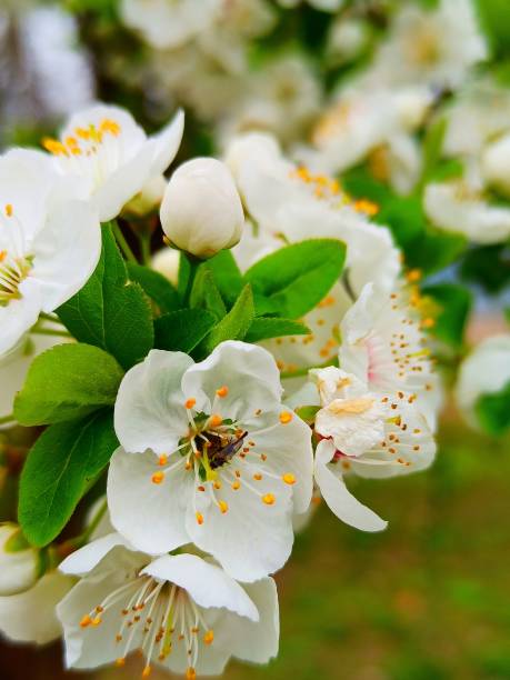 flower of apple tree in latin Malus Domestica