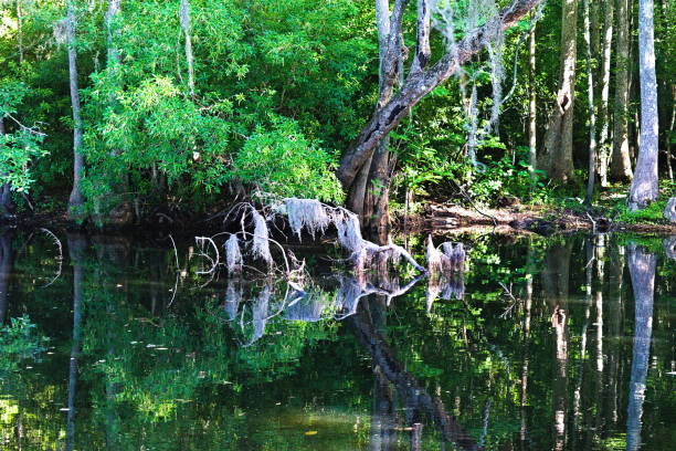 istock Lake Waccamaw Canal Tree and Spanish Moss 2162912321