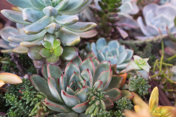 istock Succulent background, selective focus. Composition of colorful succulents for publication, poster, calendar, post, screensaver, wallpaper, cover, website. High quality photo 2162912637