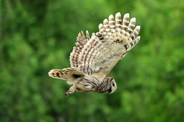 istock Young Barred Owl in flight 2162912797