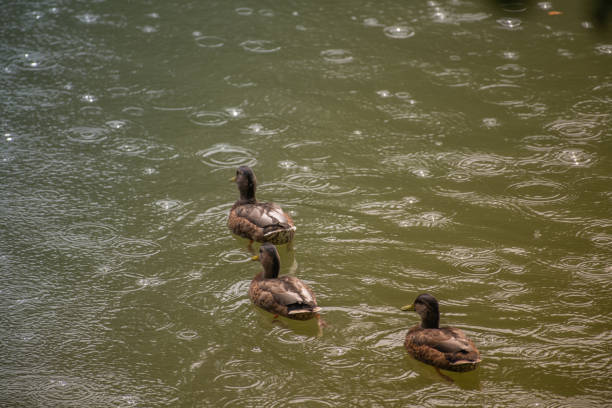 a family of ducks swim on the lake catching fish