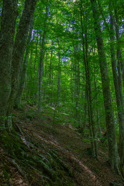 istock grown green trees in the forest in summer 2162912974
