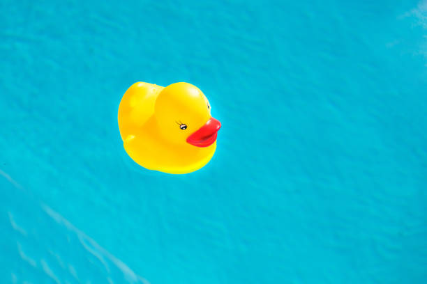 istock Rubber duck in a blue swimming pool 2162914129