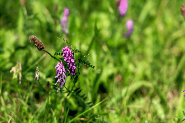 istock wild flowers on a green meadow. 2162914243