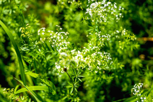 Beautiful wild flowers on a green meadow.