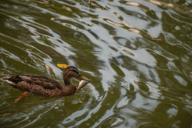 a family of ducks swim on the lake catching fish