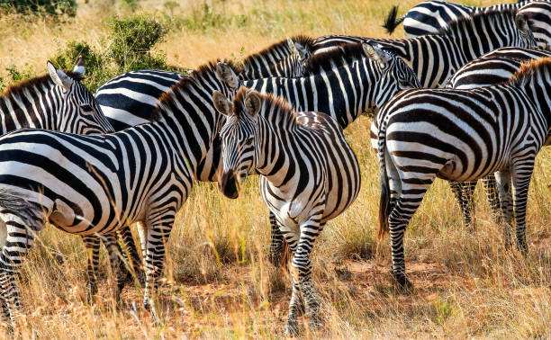 Plains Zebra Herd grazing in wilderness