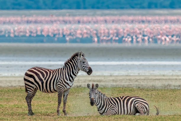 istock Zebras and Lesser Flamingos Blurred in Background 2162916235