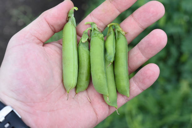 istock Green pea pods in your hand. A fresh vegetable. 2162916293