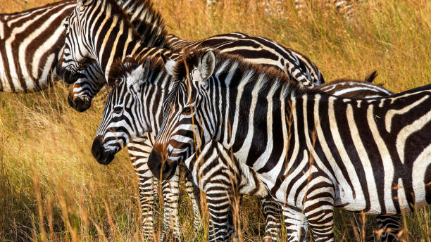 istock Plains Zebra Herd grazing in wilderness 2162916377