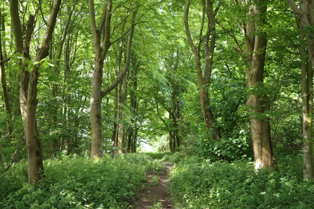 Path through a woodland in summer
