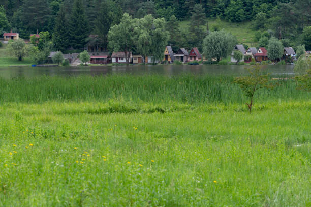 lake, hungary, summer, nature, green,