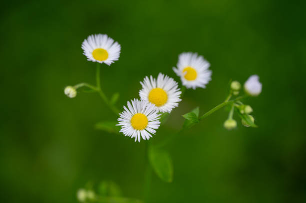 white daisies with yellow centers in focus
