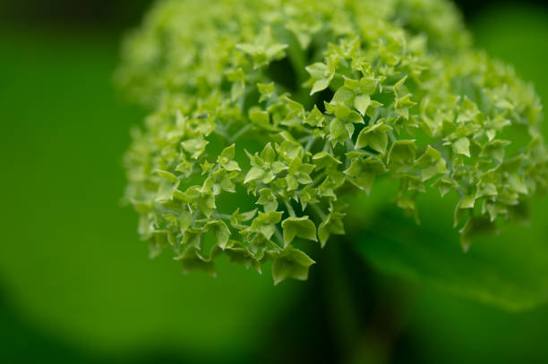 A detailed close-up image of a green hydrangea flower in bloom. The photograph captures the intricate details and texture of the small flowers, set against a blurred green background, highlighting the natural beauty and freshness of the plant.