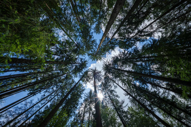 istock In a dense forest, admire tall trees reaching towards the sky, offering a majestic perspective 2162918254