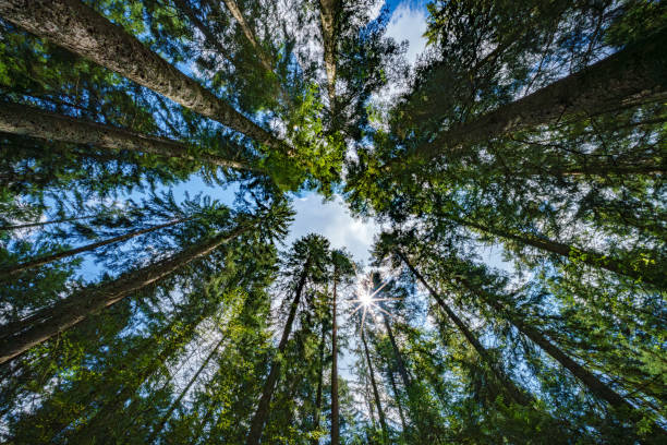 istock In a dense forest, admire tall trees reaching towards the sky, offering a majestic perspective 2162918282
