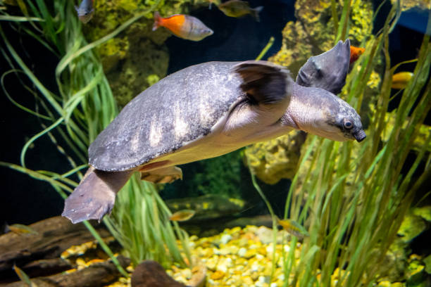 A swimming pig-nosed turtle almost looks like he is flying through clear water.