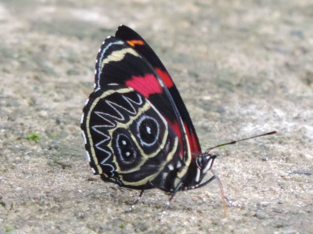 istock Butterfly 2162918701
